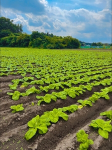 ソルテラ農園レポート①