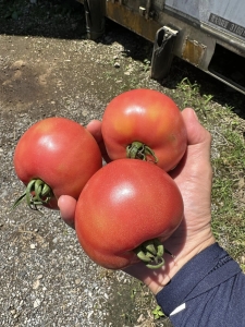 ソルテラ農園レポート③